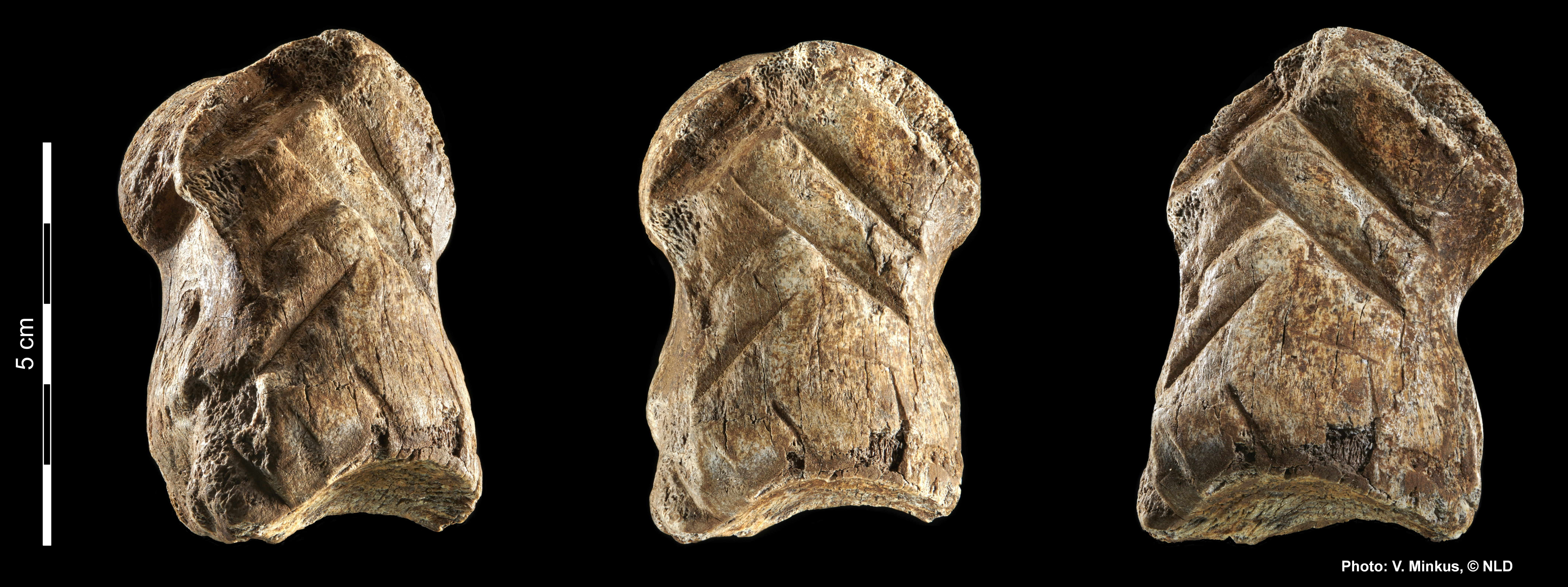 Das Bild zeigt ein Vergrößerte Aufnahme des Riesenhirschknochens mit Einritzungen des Neandertalers.
