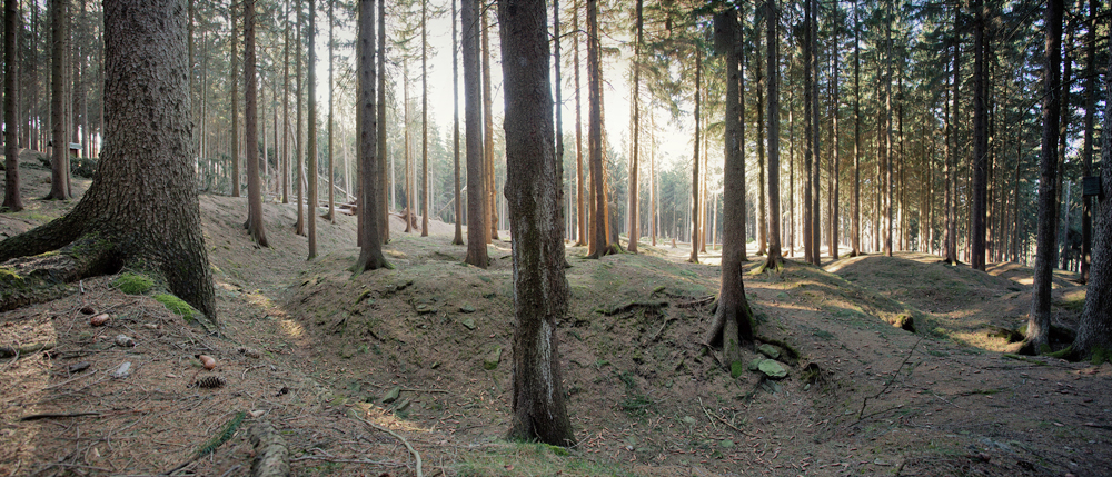 Im dichten Kiefernwald sieht man die vielen Pingen, Gruben und Gräben des montanarchäologischen Denkmals im Hohenforst, Kreis Zwickauer Land.